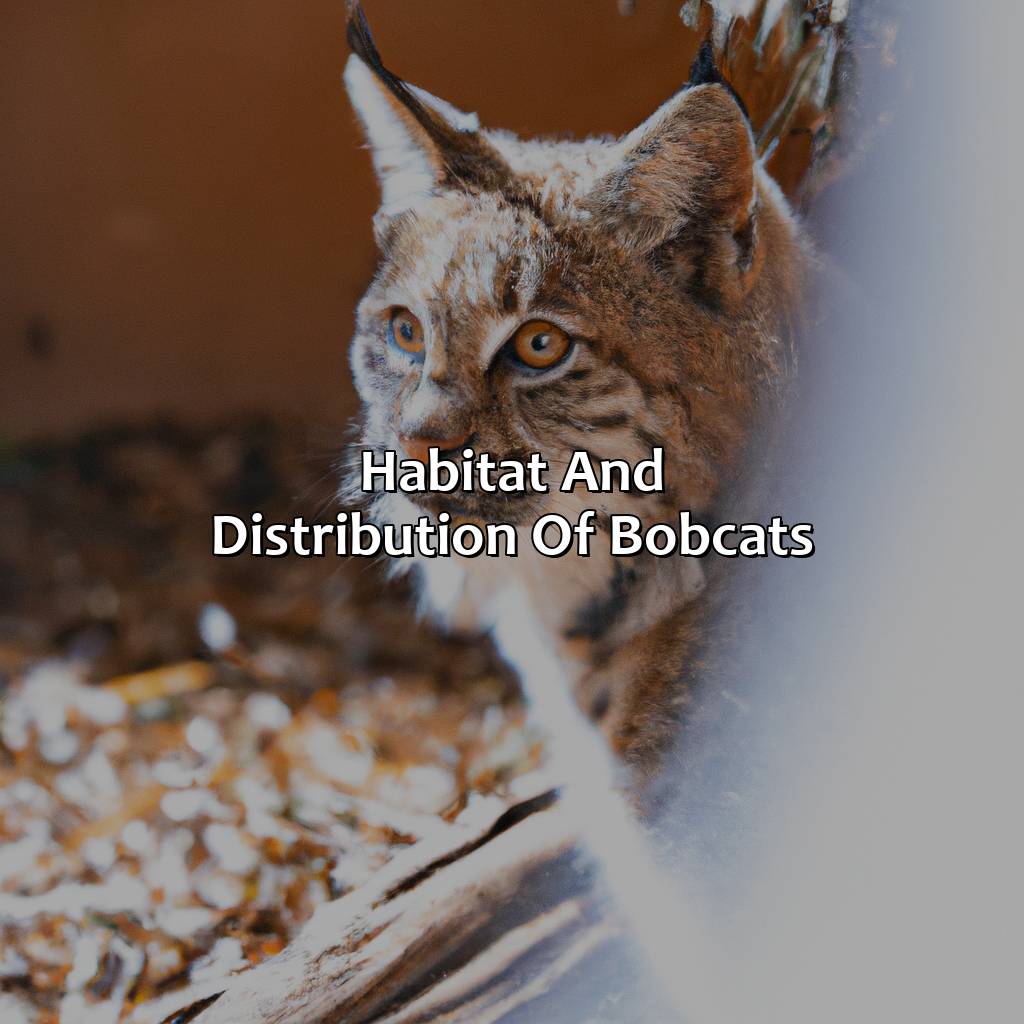 Habitat And Distribution Of Bobcats  - What Color Are Bobcats, 