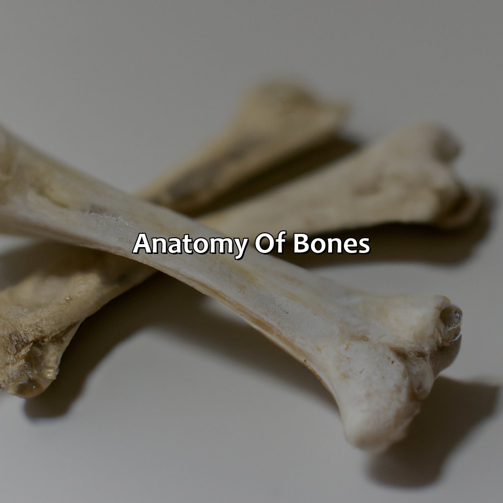 Anatomy Of Bones  - What Color Are Bones, 