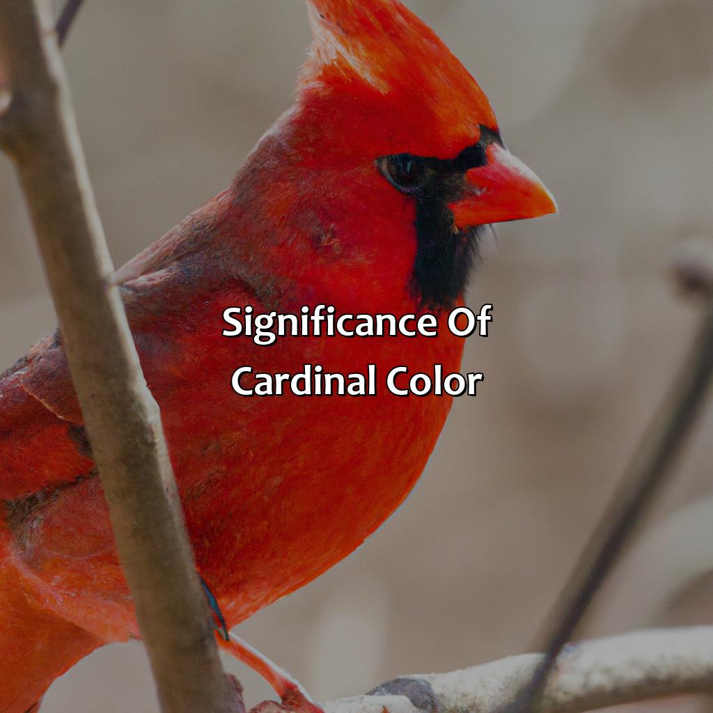 Significance Of Cardinal Color  - What Color Are Cardinals, 