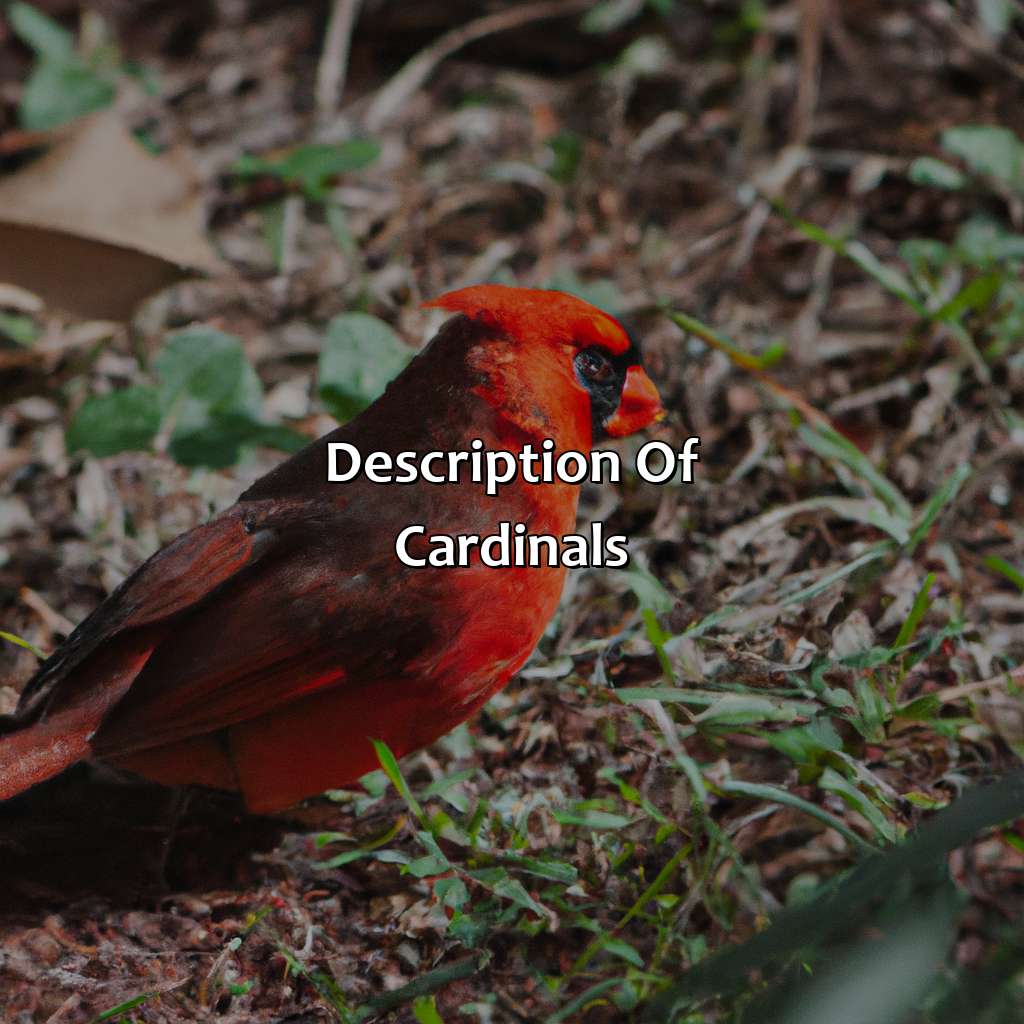Description Of Cardinals  - What Color Are Cardinals, 
