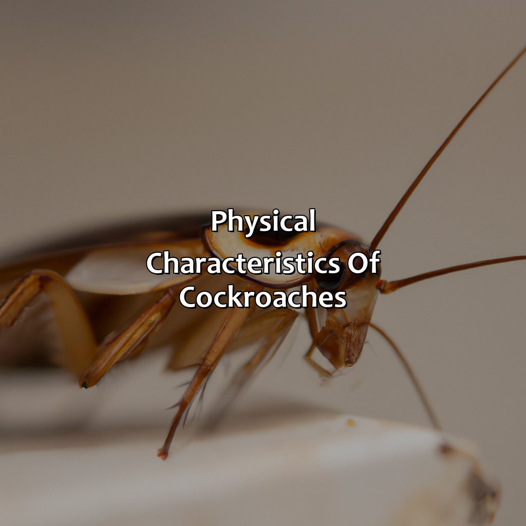 Physical Characteristics Of Cockroaches  - What Color Are Cockroaches, 