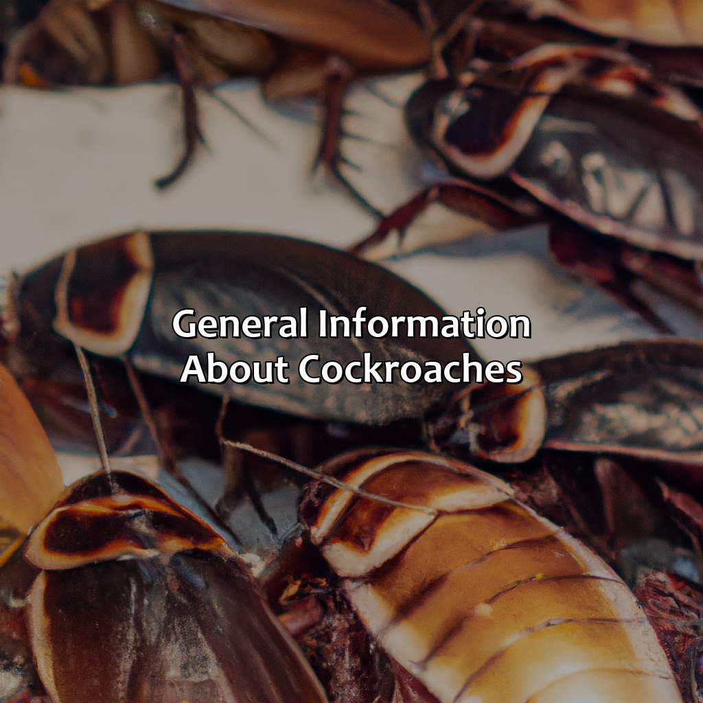 General Information About Cockroaches  - What Color Are Cockroaches, 
