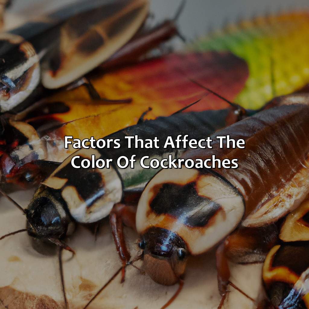 Factors That Affect The Color Of Cockroaches  - What Color Are Cockroaches, 