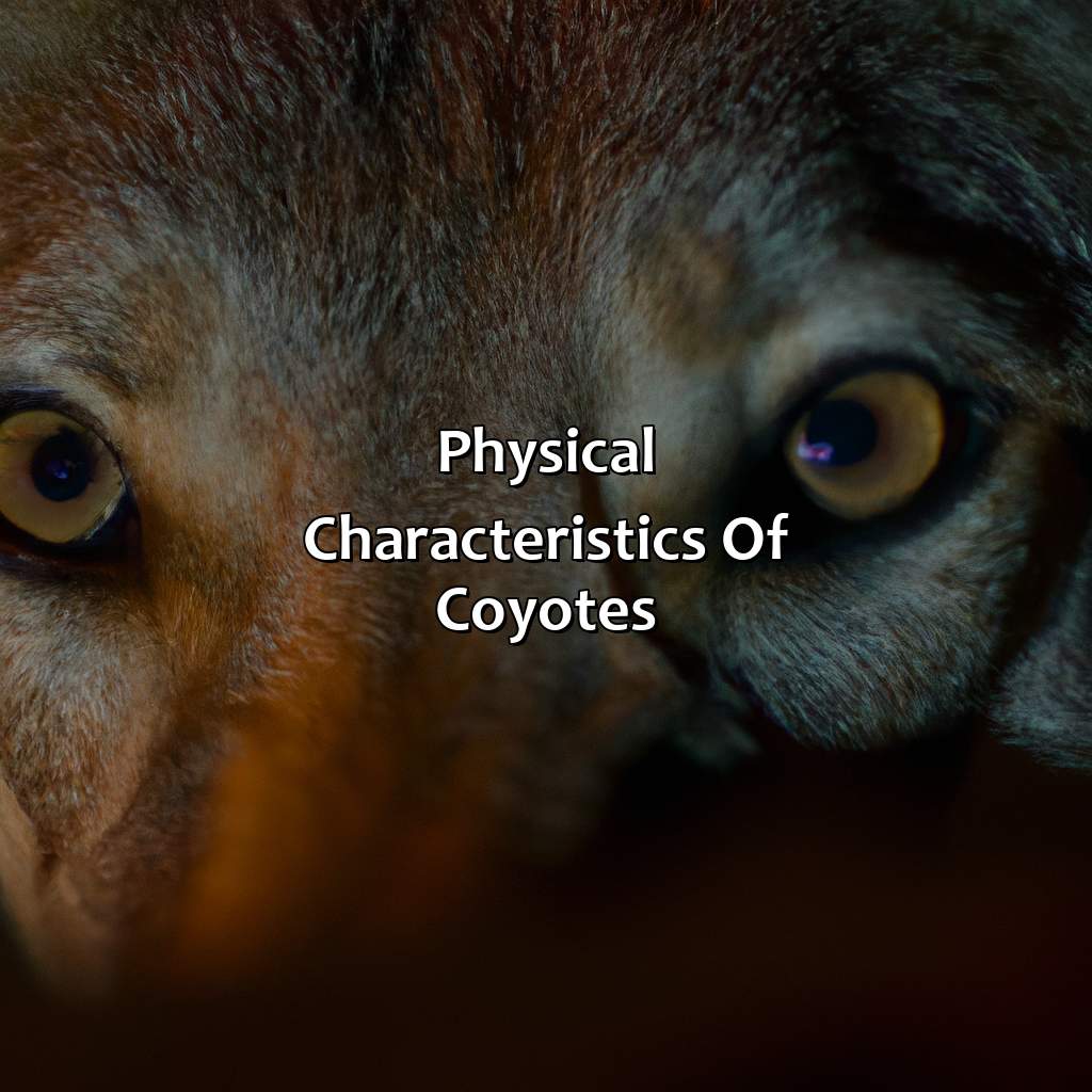 Physical Characteristics Of Coyotes  - What Color Are Coyotes Eyes At Night, 