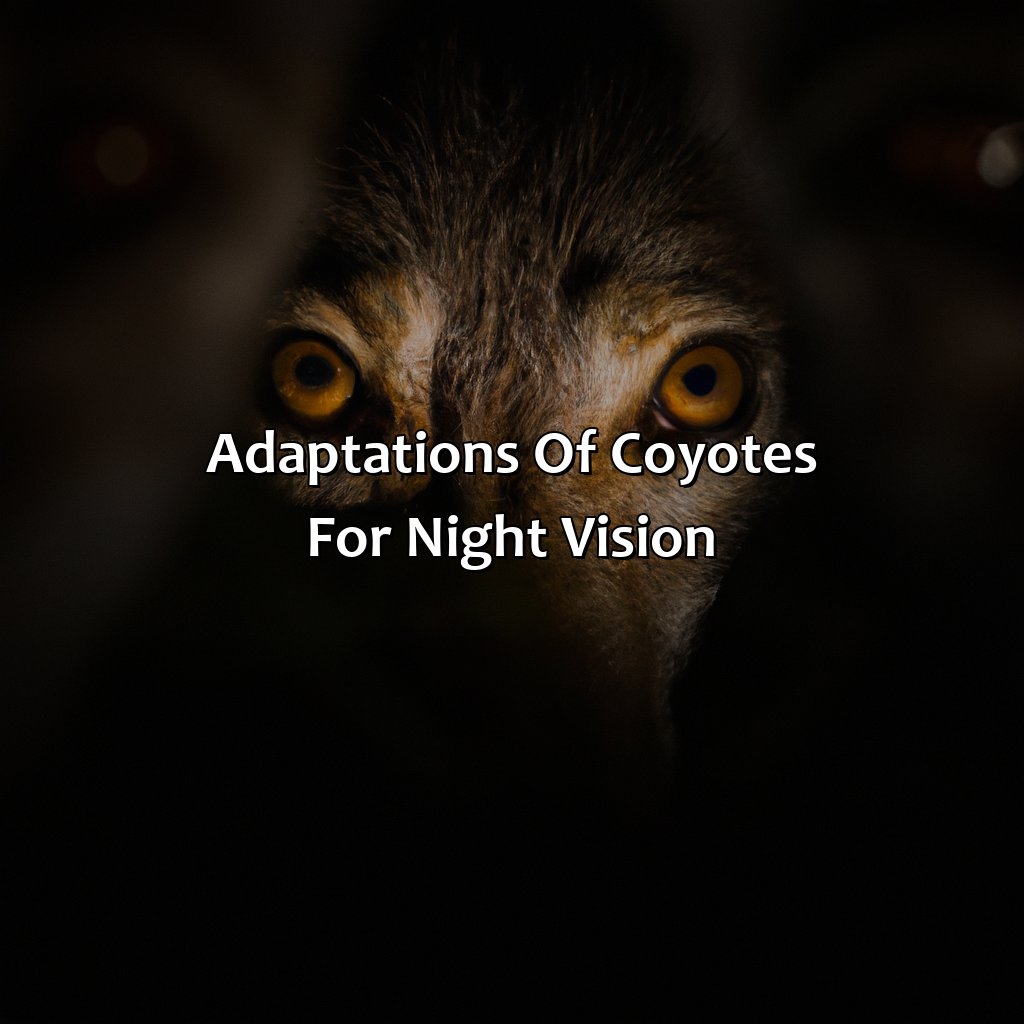 Adaptations Of Coyotes For Night Vision  - What Color Are Coyotes Eyes At Night, 