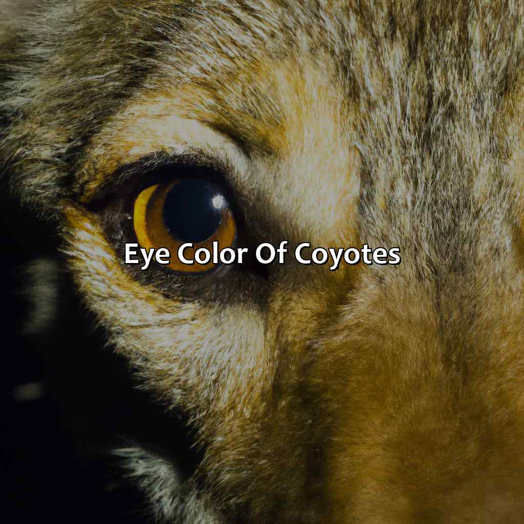 Eye Color Of Coyotes  - What Color Are Coyotes Eyes At Night, 