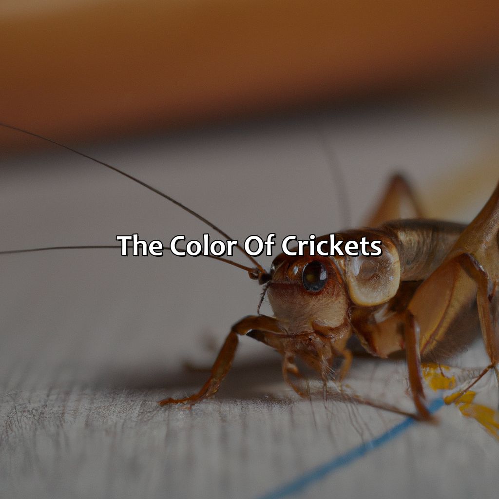 The Color Of Crickets  - What Color Are Crickets, 
