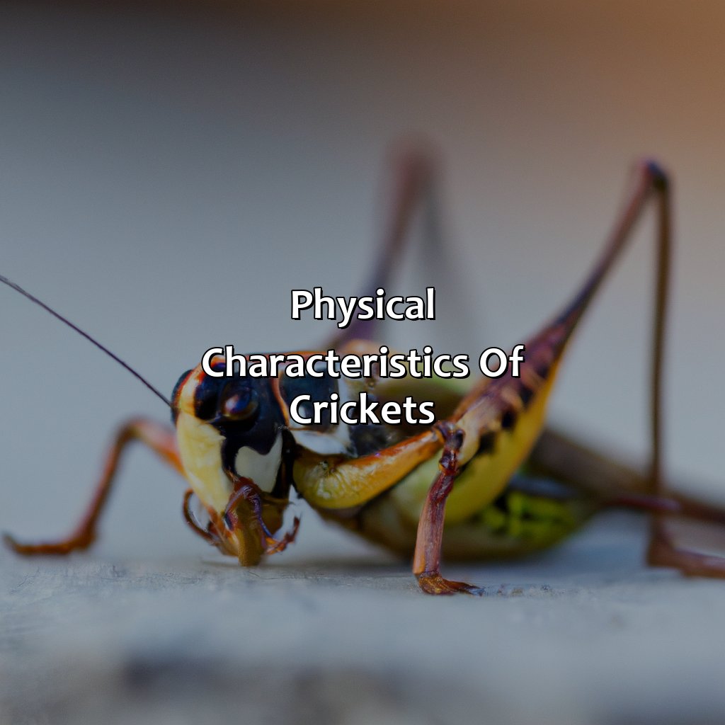 Physical Characteristics Of Crickets  - What Color Are Crickets, 