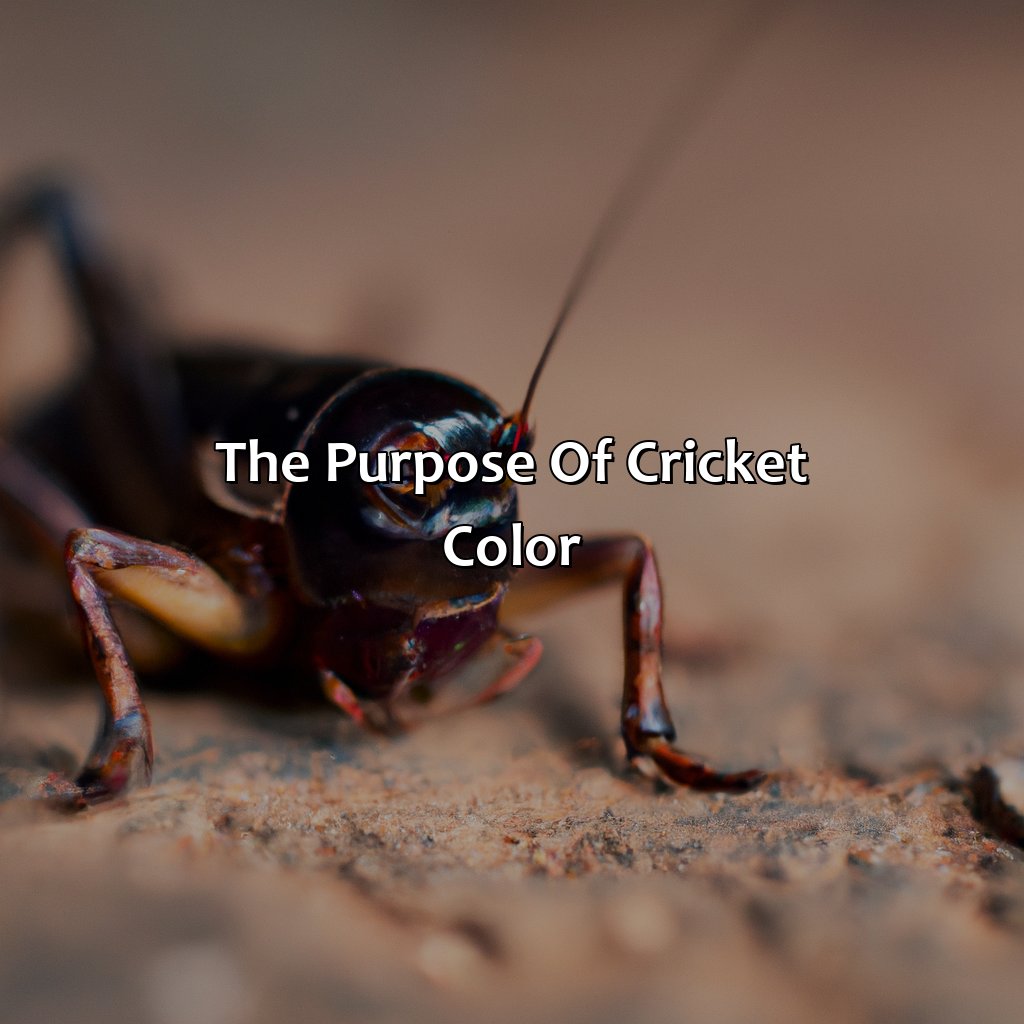 The Purpose Of Cricket Color  - What Color Are Crickets, 