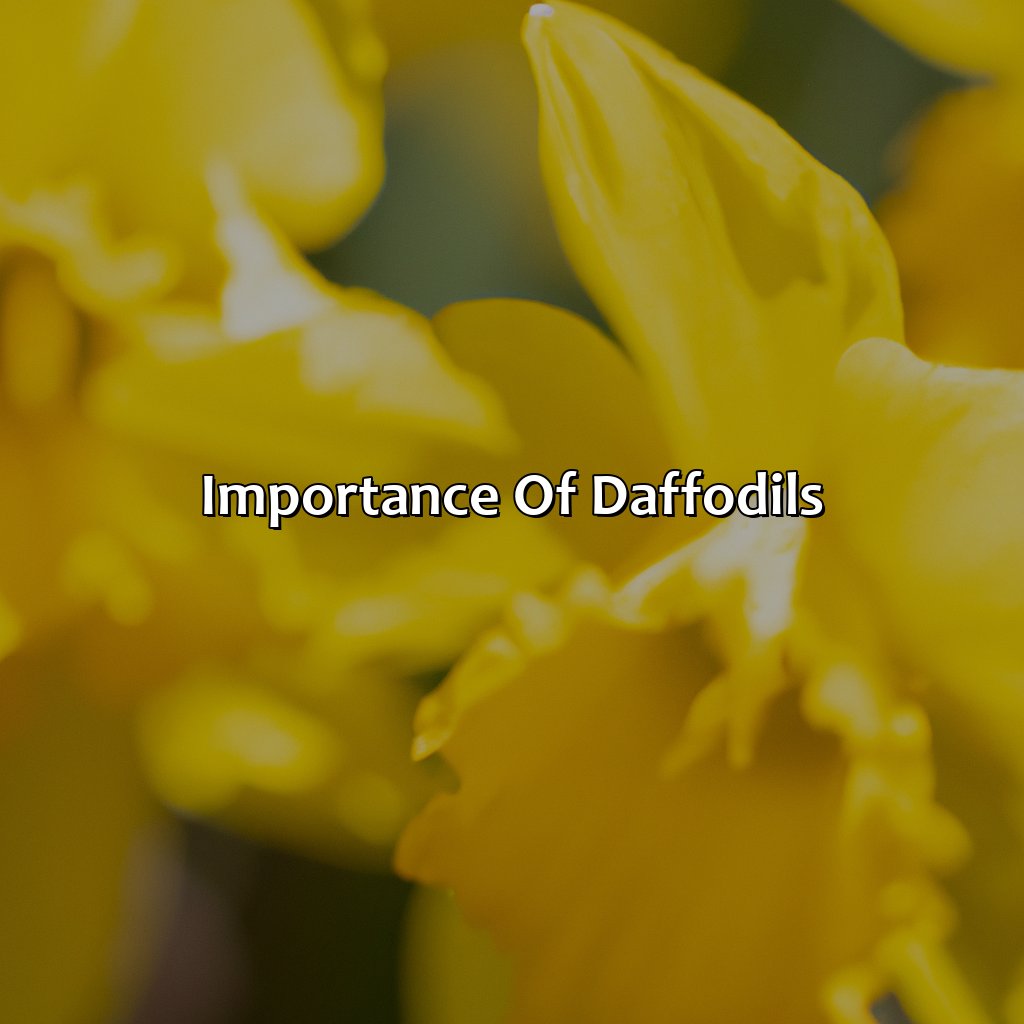 Importance Of Daffodils  - What Color Are Daffodils, 