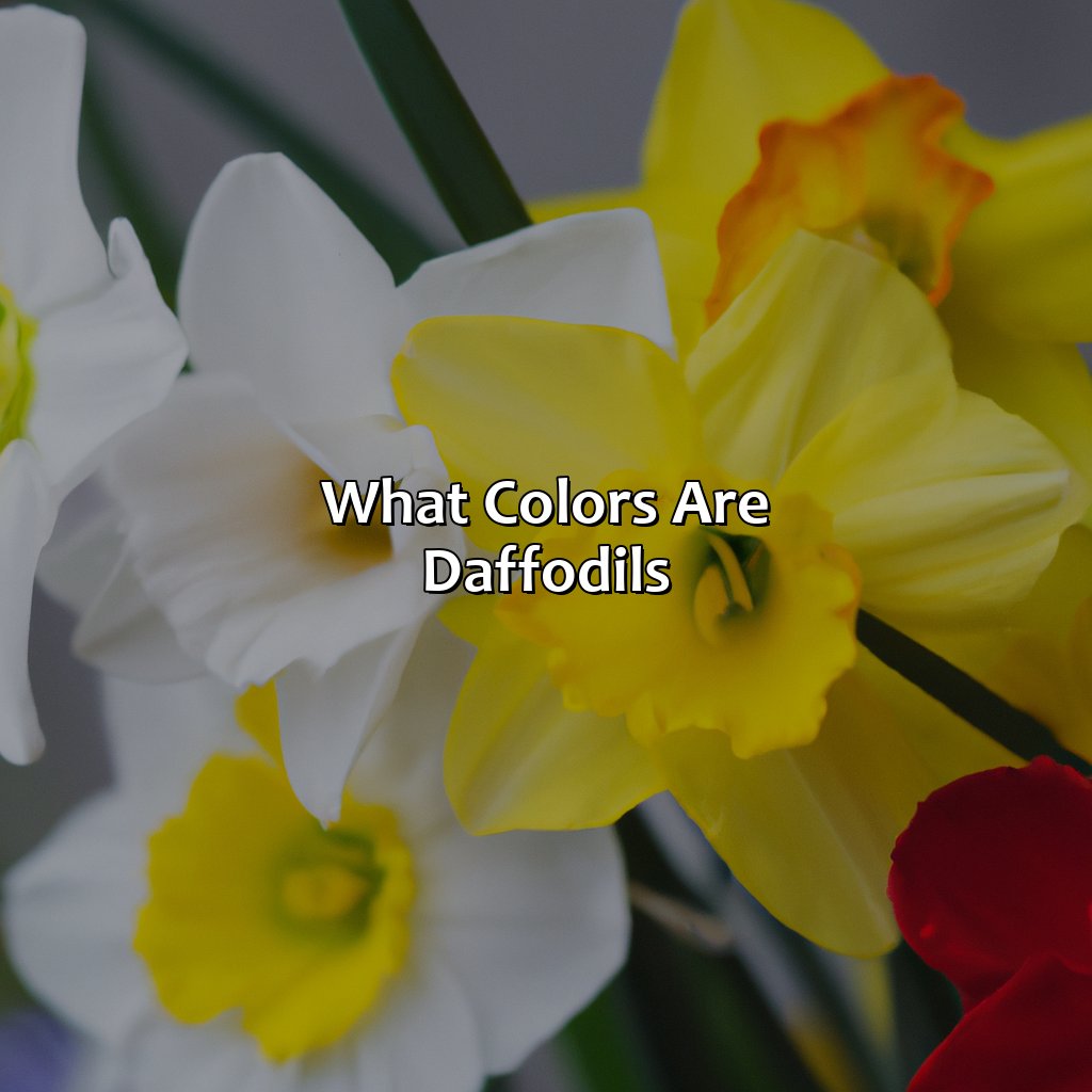 What Colors Are Daffodils?  - What Color Are Daffodils, 