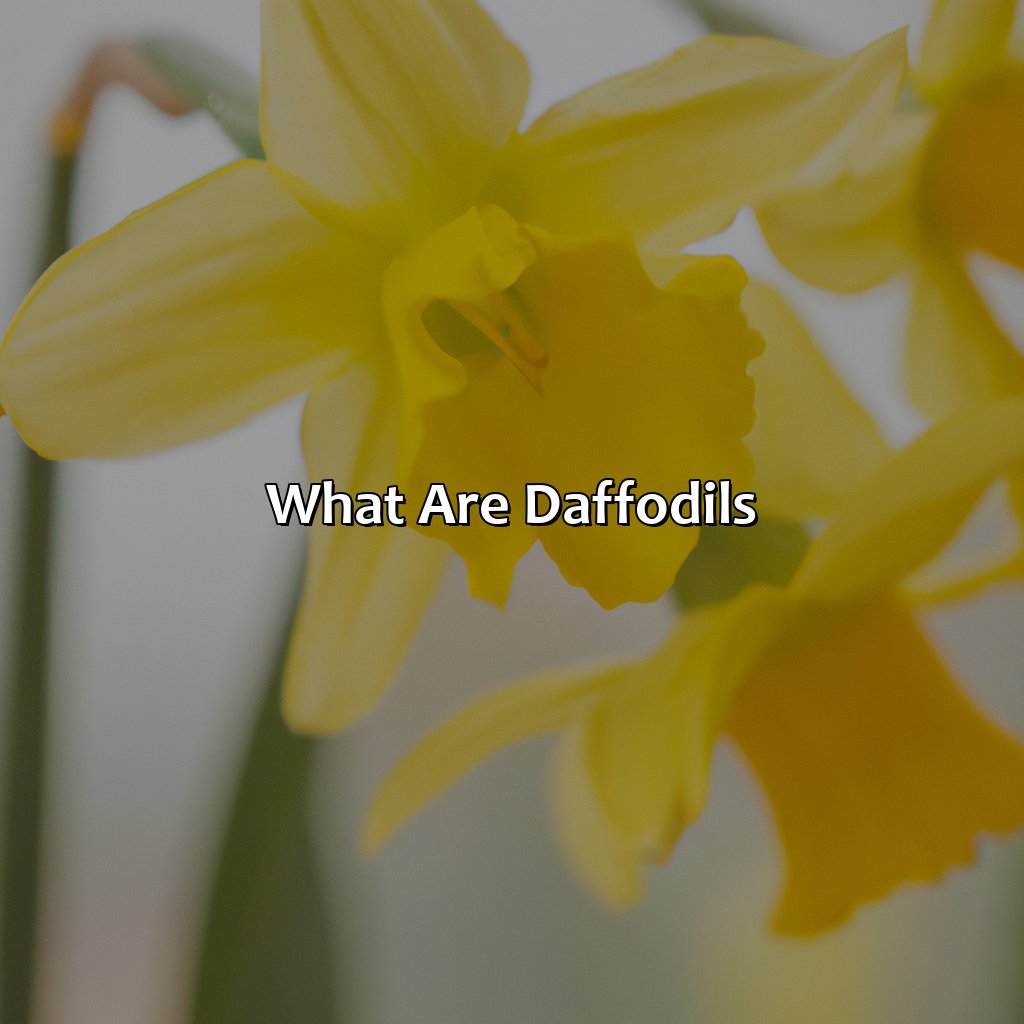 What Are Daffodils?  - What Color Are Daffodils, 