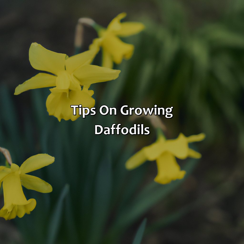 Tips On Growing Daffodils  - What Color Are Daffodils, 