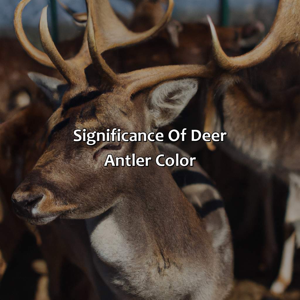 Significance Of Deer Antler Color  - What Color Are Deer Antlers, 