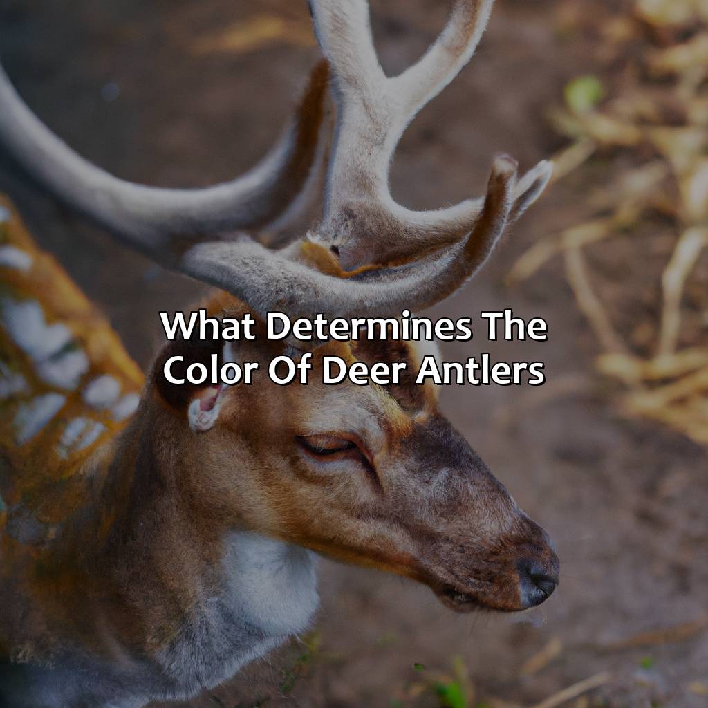 What Determines The Color Of Deer Antlers?  - What Color Are Deer Antlers, 