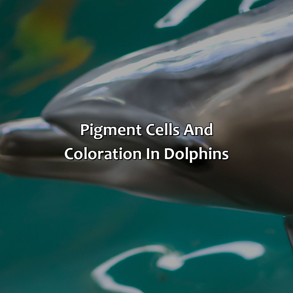Pigment Cells And Coloration In Dolphins  - What Color Are Dolphins, 