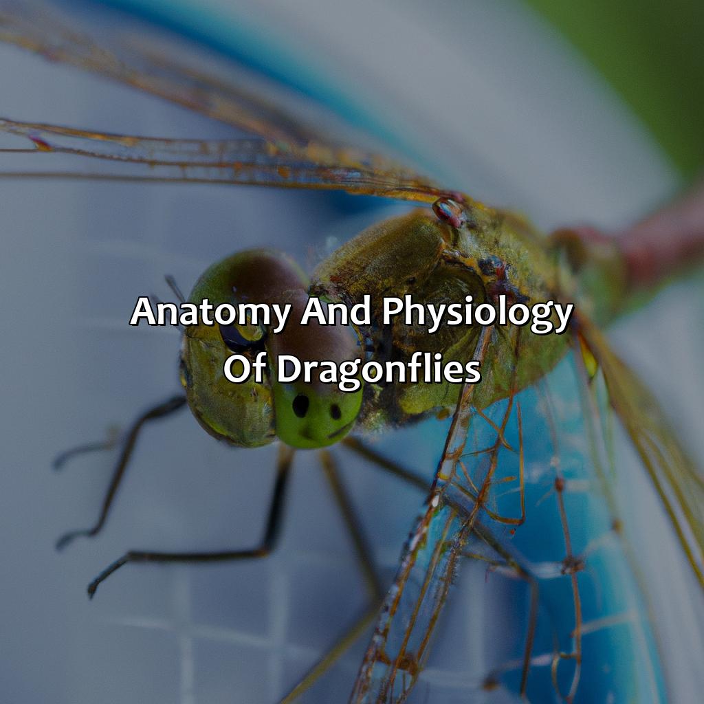 Anatomy And Physiology Of Dragonflies  - What Color Are Dragonflies, 