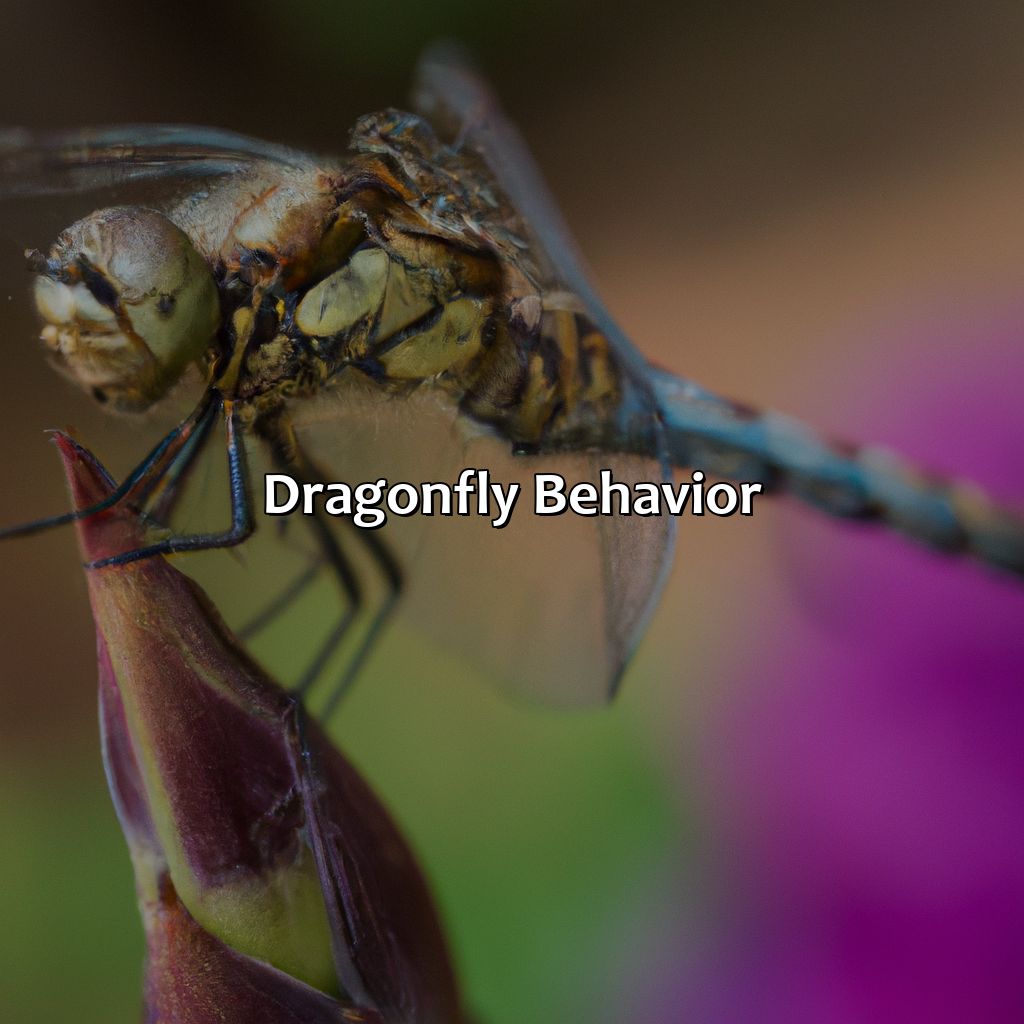 Dragonfly Behavior  - What Color Are Dragonflies, 