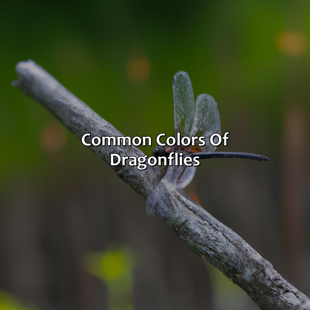 Common Colors Of Dragonflies  - What Color Are Dragonflies, 