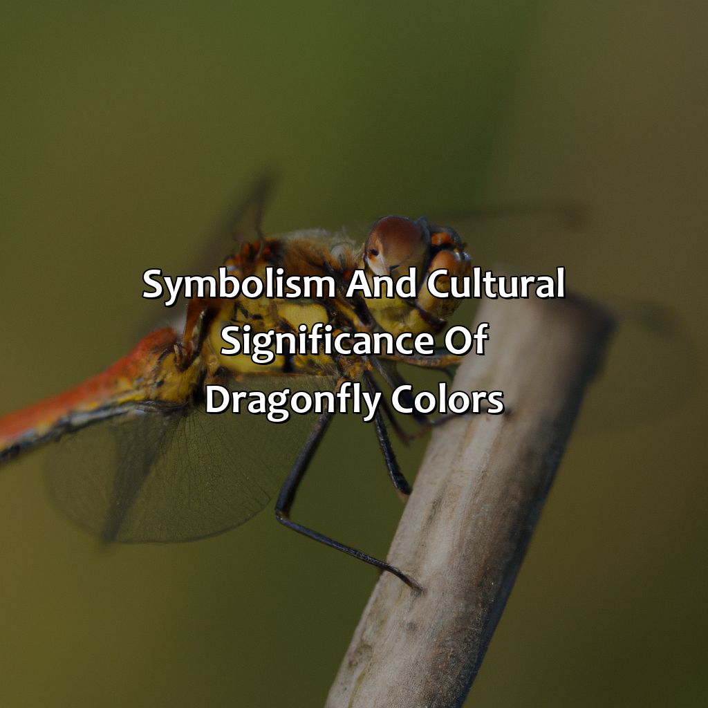 Symbolism And Cultural Significance Of Dragonfly Colors  - What Color Are Dragonflies, 