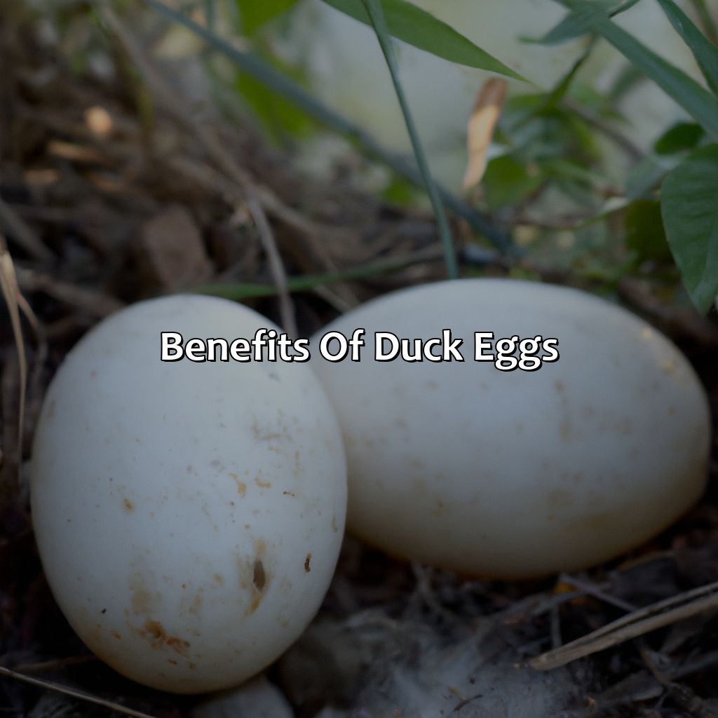 Benefits Of Duck Eggs  - What Color Are Duck Eggs, 