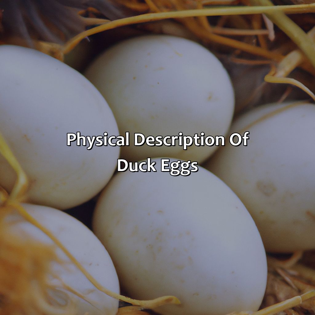 Physical Description Of Duck Eggs  - What Color Are Duck Eggs, 