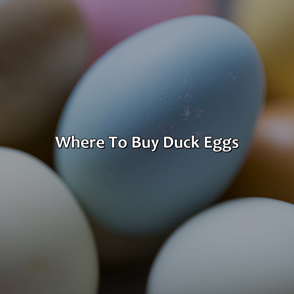 Where To Buy Duck Eggs  - What Color Are Duck Eggs, 