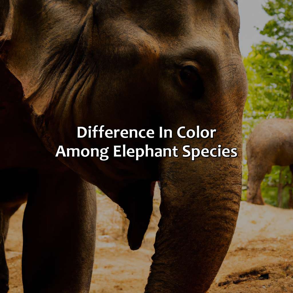 Difference In Color Among Elephant Species  - What Color Are Elephants, 