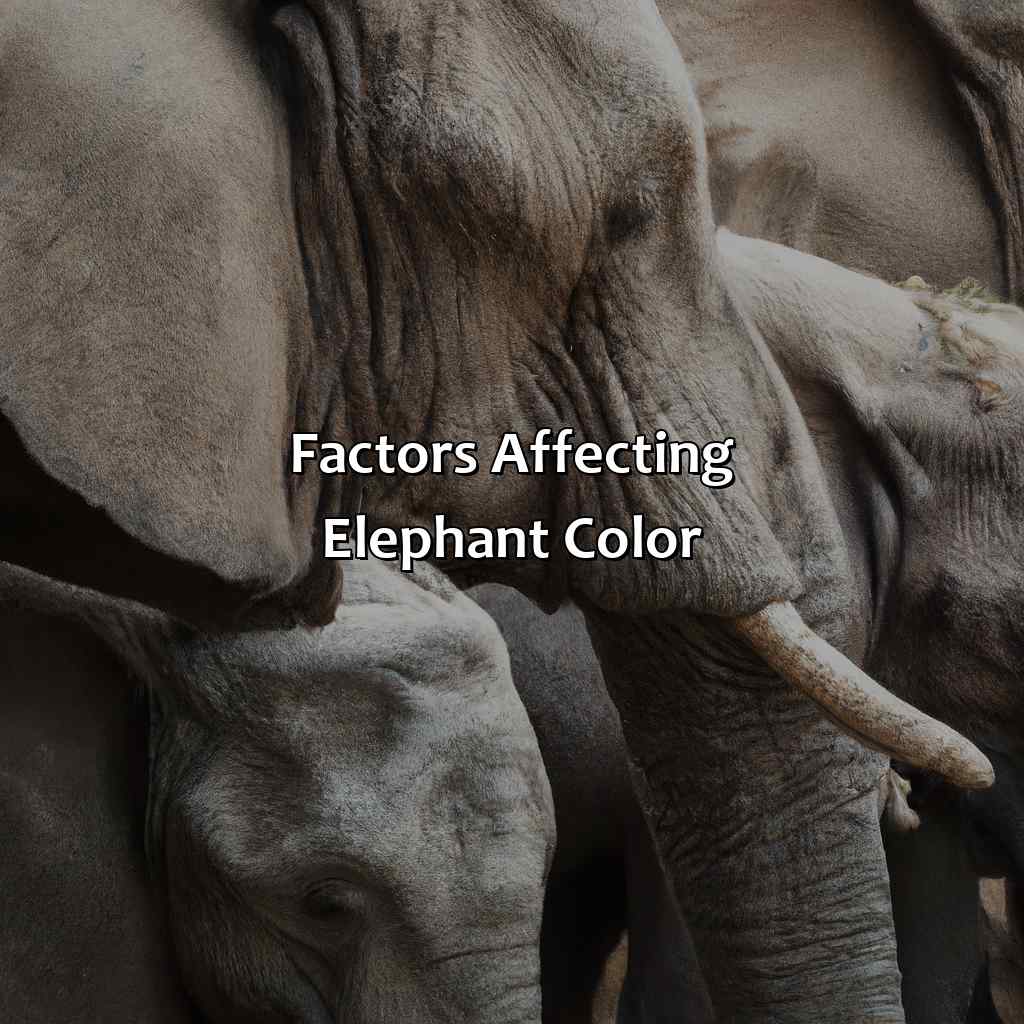 Factors Affecting Elephant Color  - What Color Are Elephants, 