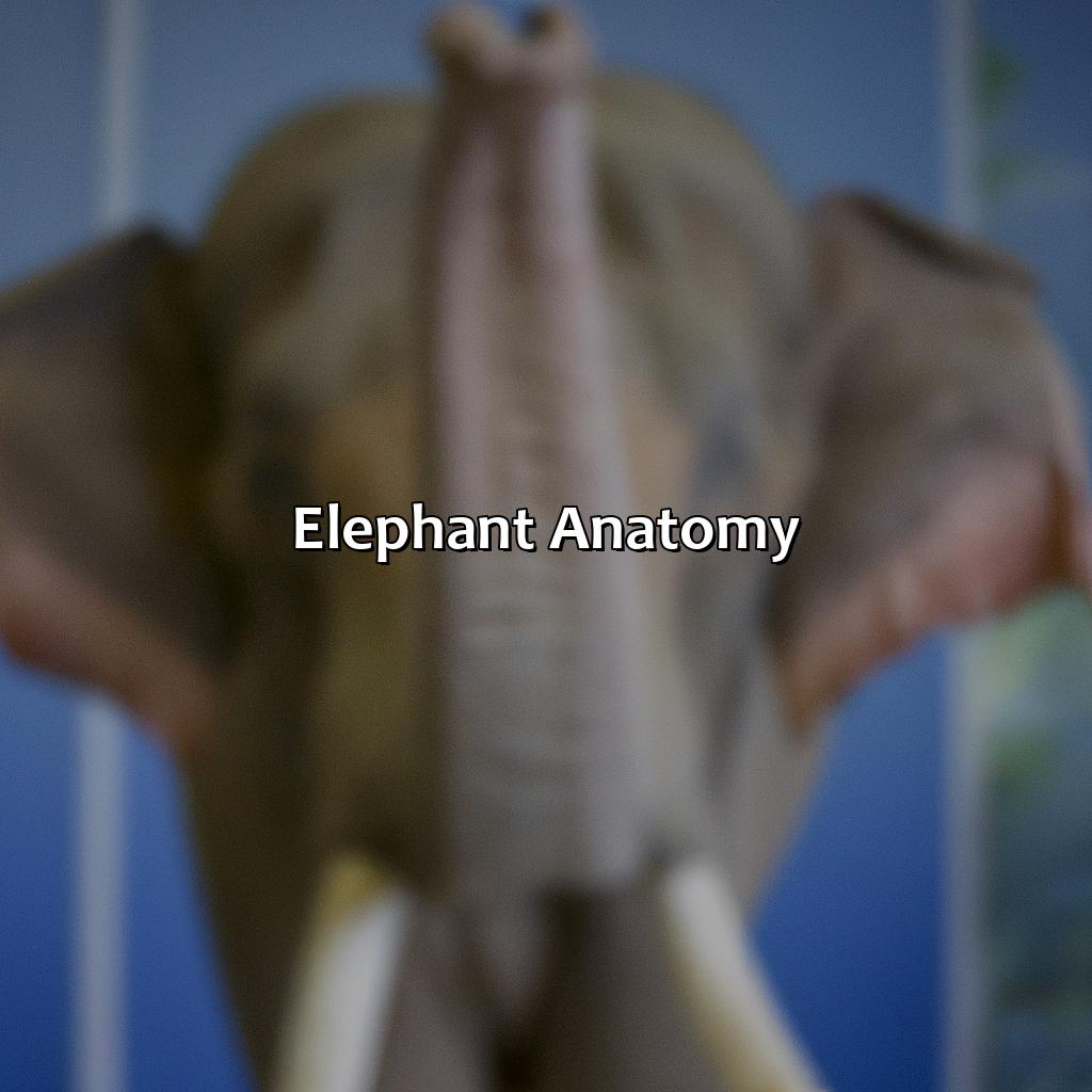 Elephant Anatomy  - What Color Are Elephants, 