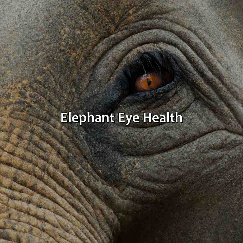 Elephant Eye Health  - What Color Are Elephants Eyes, 