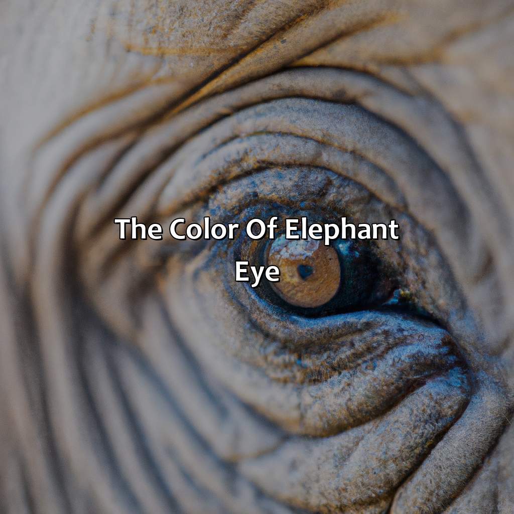 The Color Of Elephant Eye  - What Color Are Elephants Eyes, 