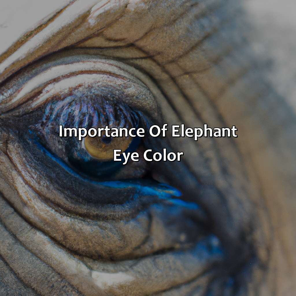Importance Of Elephant Eye Color  - What Color Are Elephants Eyes, 