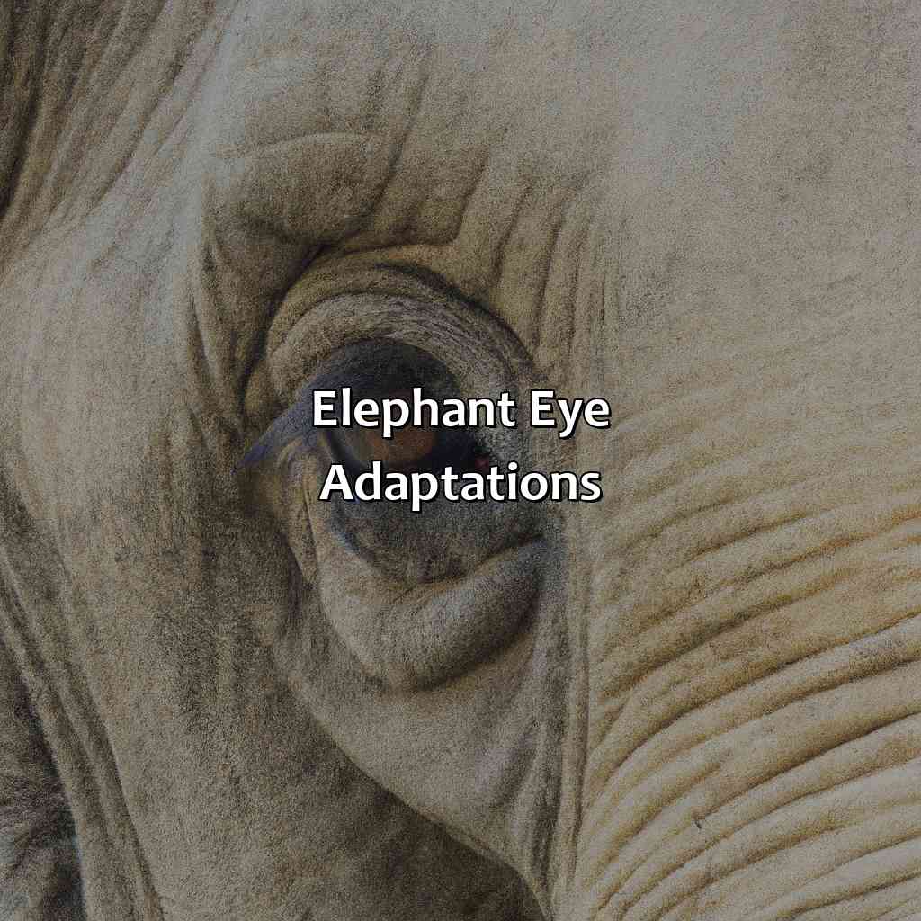 Elephant Eye Adaptations  - What Color Are Elephants Eyes, 
