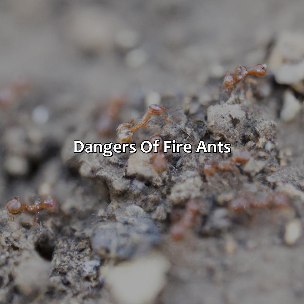 Dangers Of Fire Ants  - What Color Are Fire Ants, 