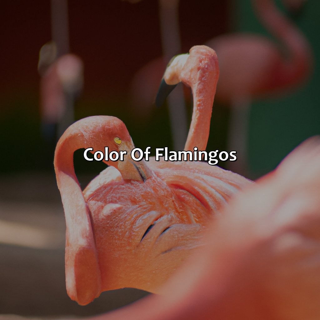 Color Of Flamingos  - What Color Are Flamingos, 