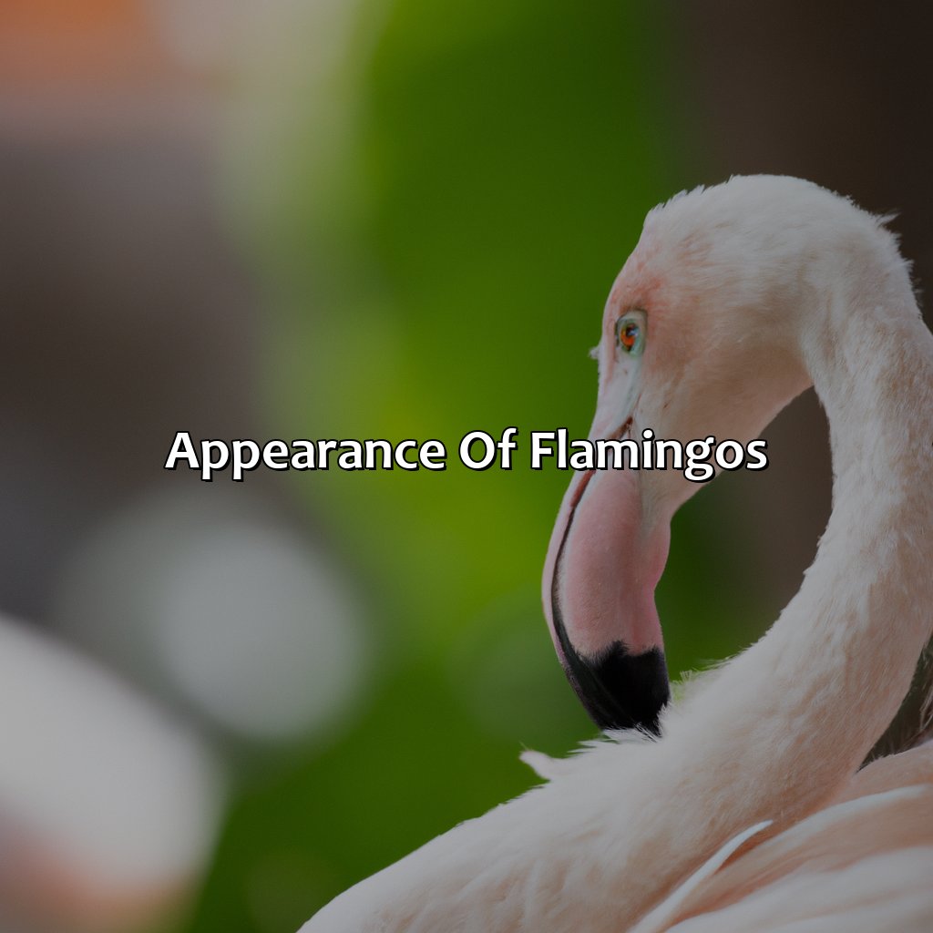 Appearance Of Flamingos  - What Color Are Flamingos, 