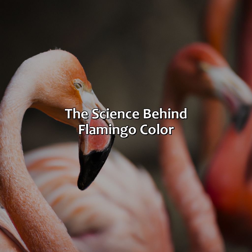 The Science Behind Flamingo Color  - What Color Are Flamingos, 