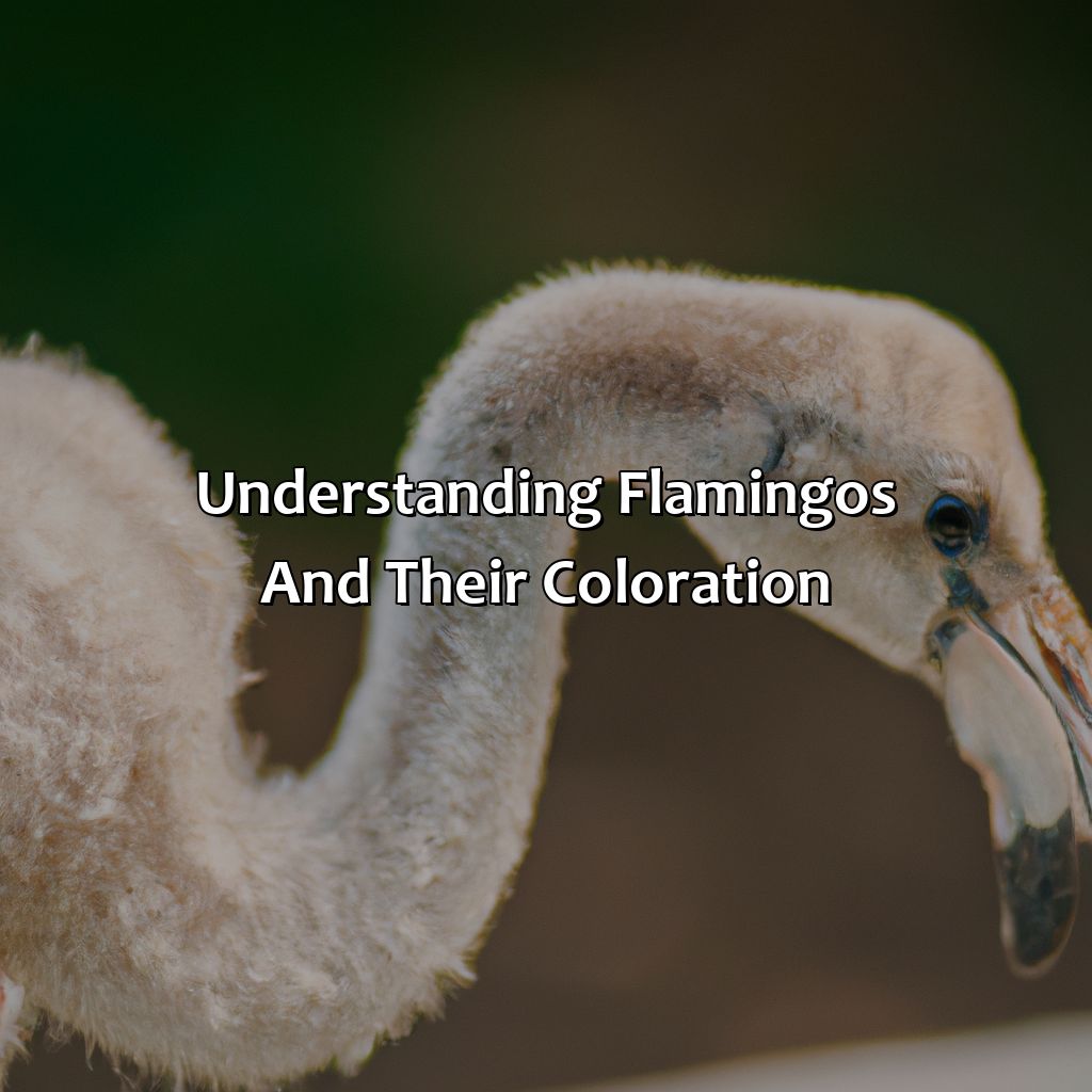 Understanding Flamingos And Their Coloration  - What Color Are Flamingos Born, 