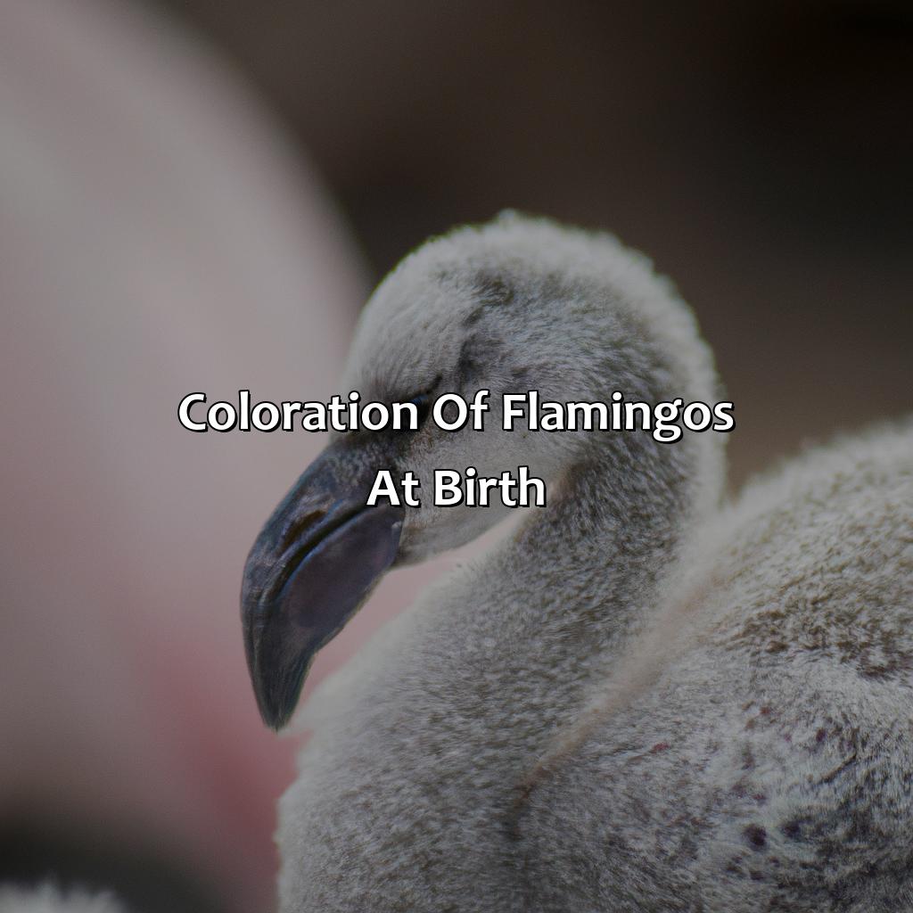 Coloration Of Flamingos At Birth  - What Color Are Flamingos Born, 