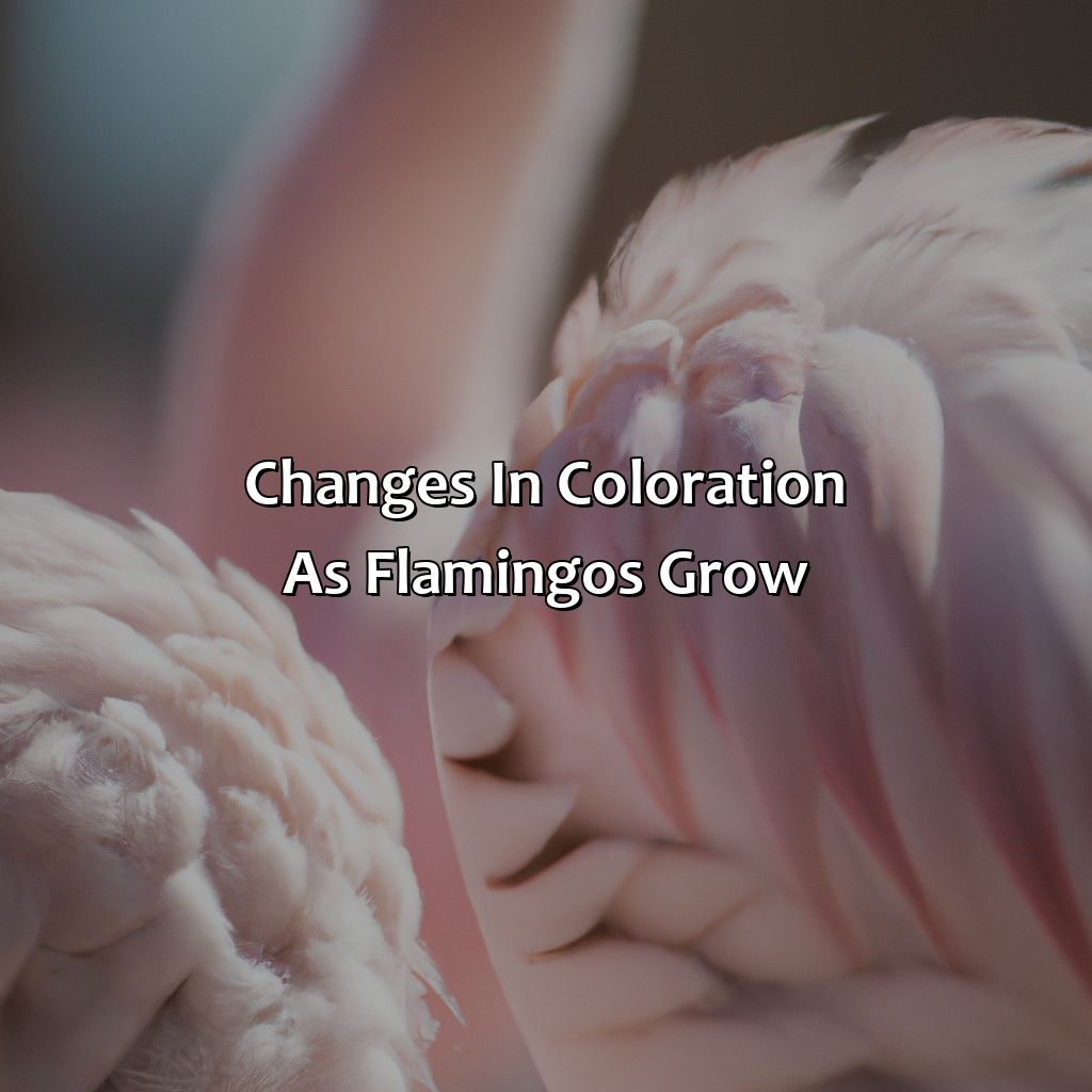 Changes In Coloration As Flamingos Grow  - What Color Are Flamingos Born, 