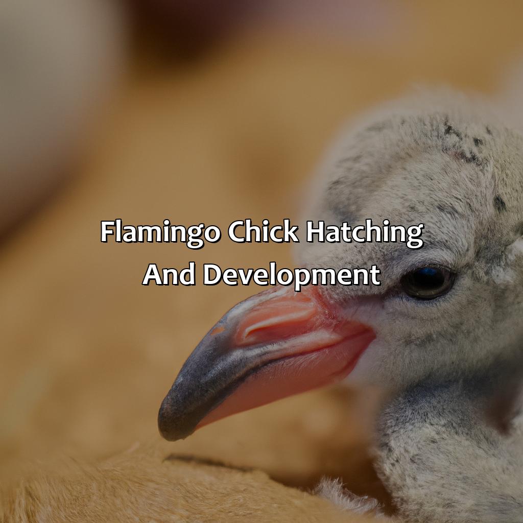 Flamingo Chick Hatching And Development  - What Color Are Flamingos When They Are Born, 