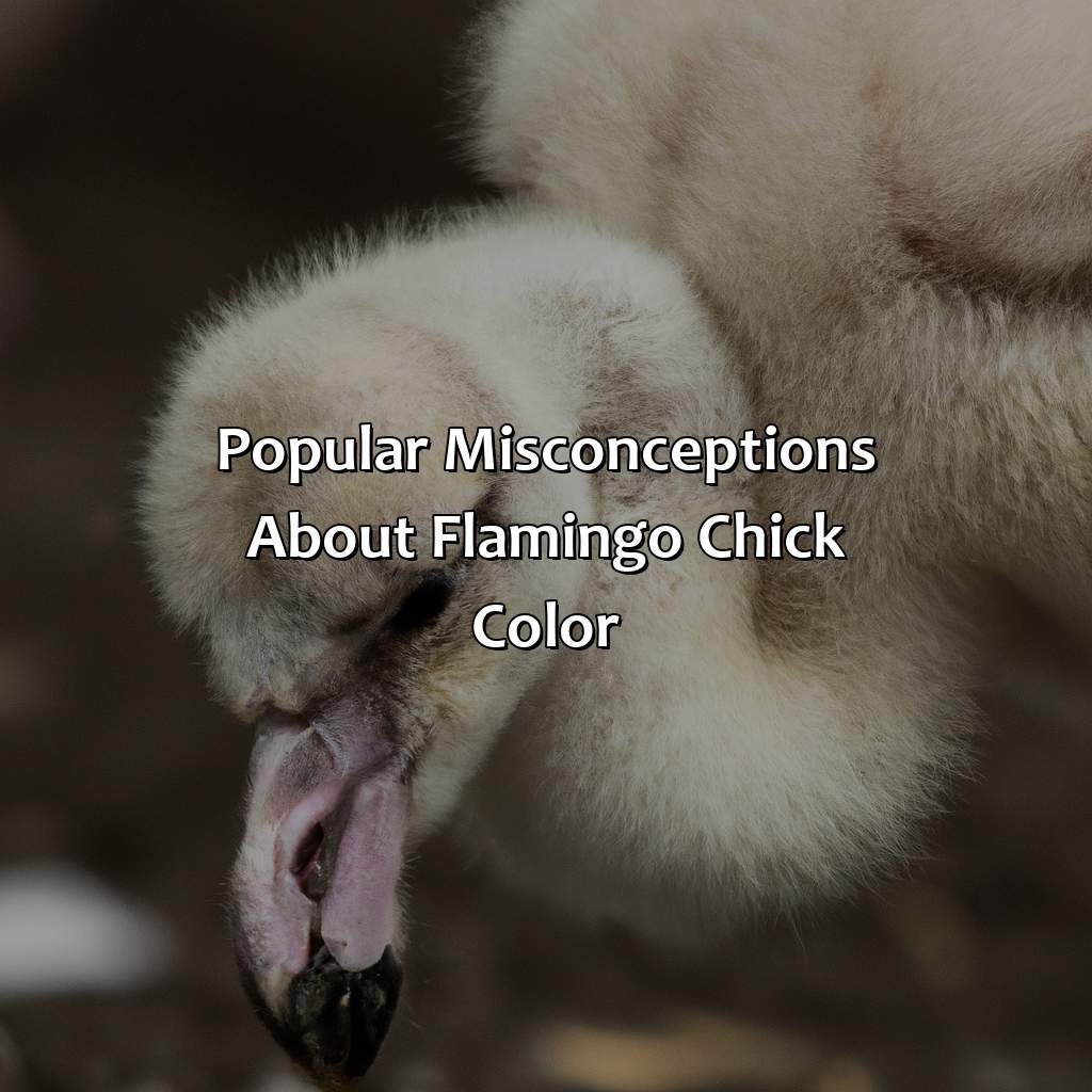 Popular Misconceptions About Flamingo Chick Color  - What Color Are Flamingos When They Are Born, 