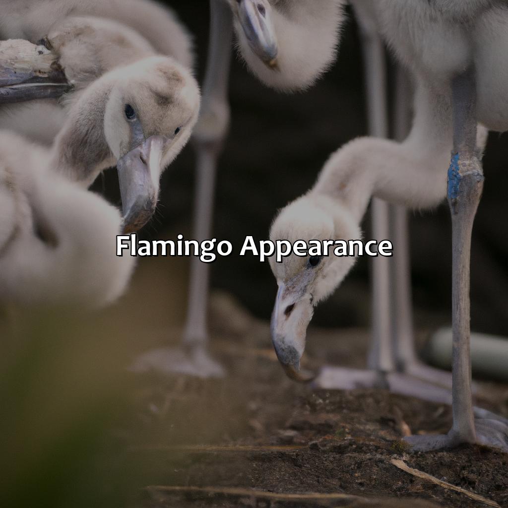 Flamingo Appearance  - What Color Are Flamingos When They