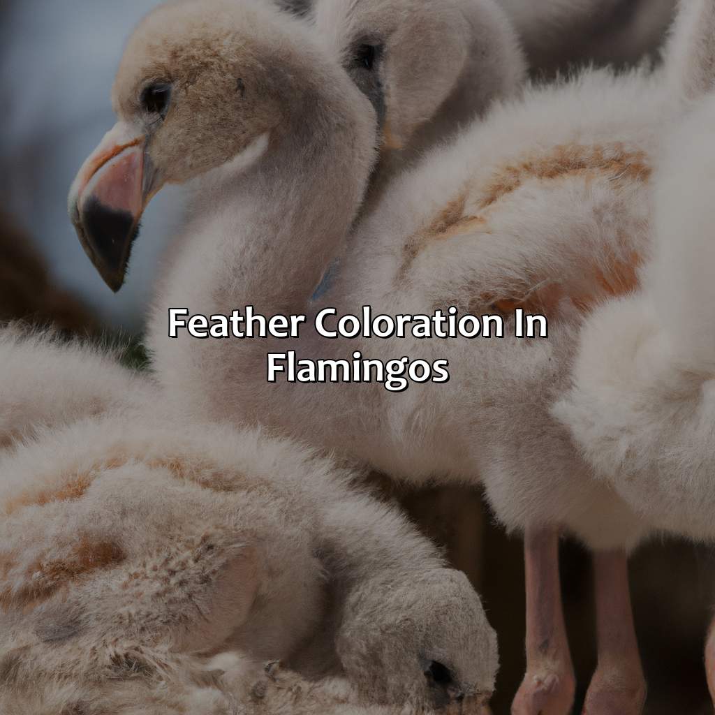 Feather Coloration In Flamingos  - What Color Are Flamingos When They