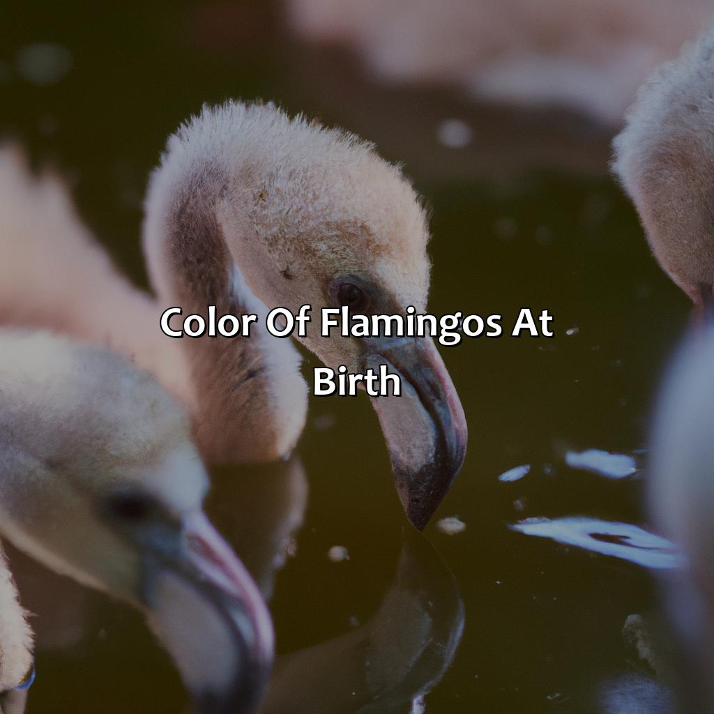 Color Of Flamingos At Birth  - What Color Are Flamingos When They