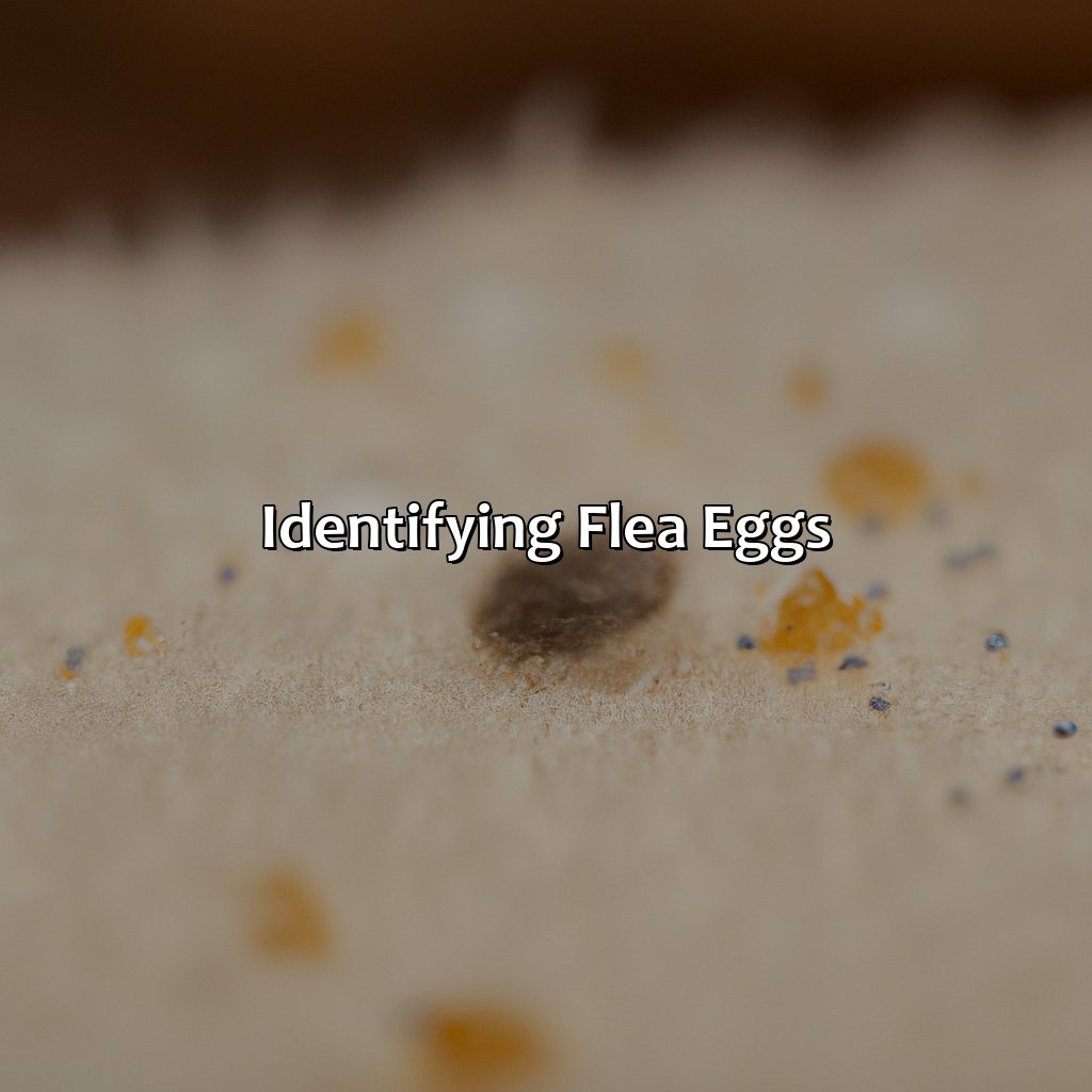 Identifying Flea Eggs  - What Color Are Flea Eggs, 