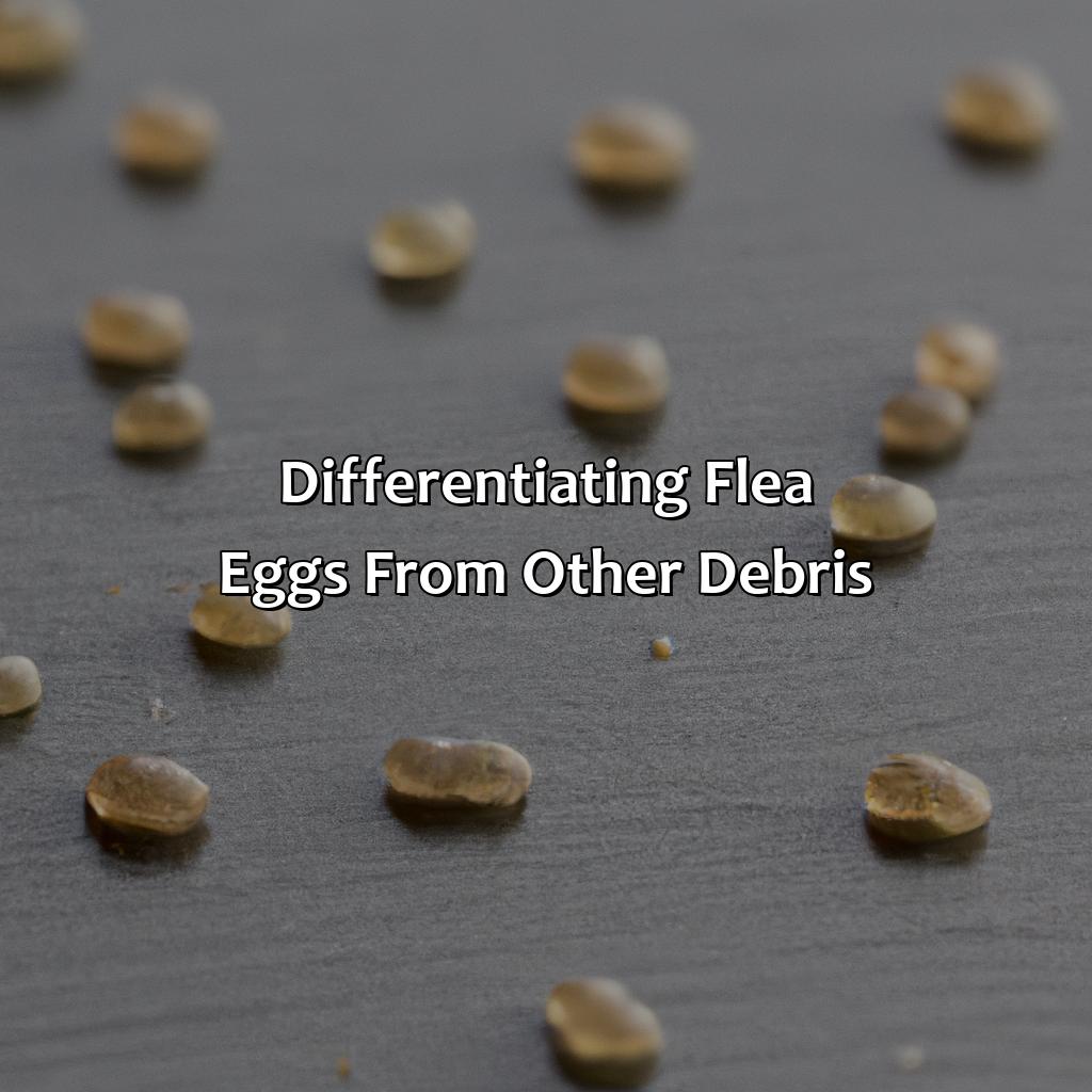 Differentiating Flea Eggs From Other Debris  - What Color Are Flea Eggs, 