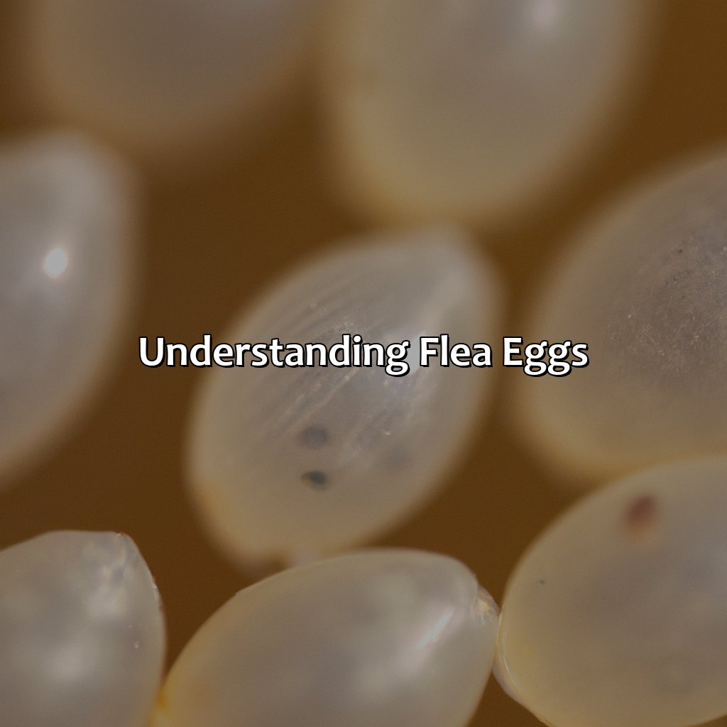 Understanding Flea Eggs  - What Color Are Flea Eggs, 