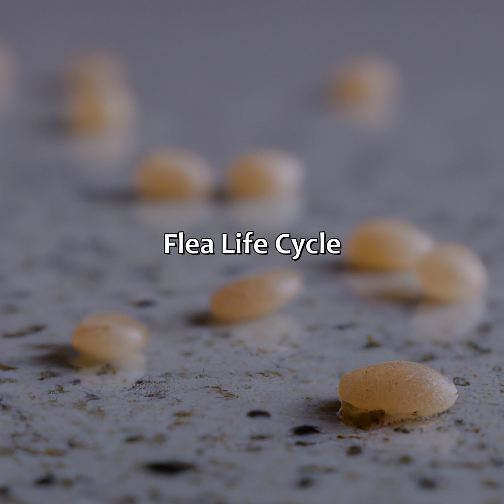 Flea Life Cycle  - What Color Are Flea Eggs, 
